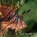 lionfish_common_muck_h_0705_png2266.jpg